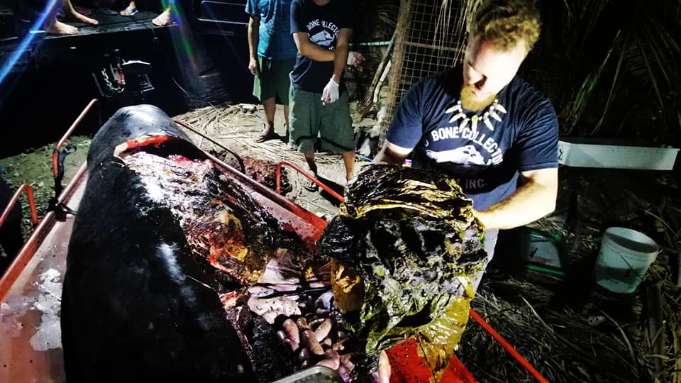 В желудке умершего кита нашли 40 кг пластика. Фото 4