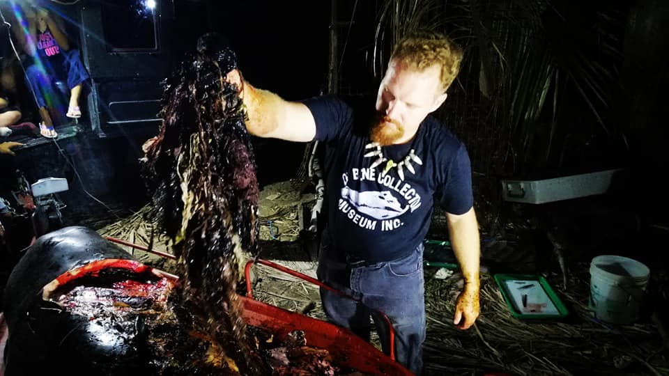 В желудке умершего кита нашли 40 кг пластика. Фото 3