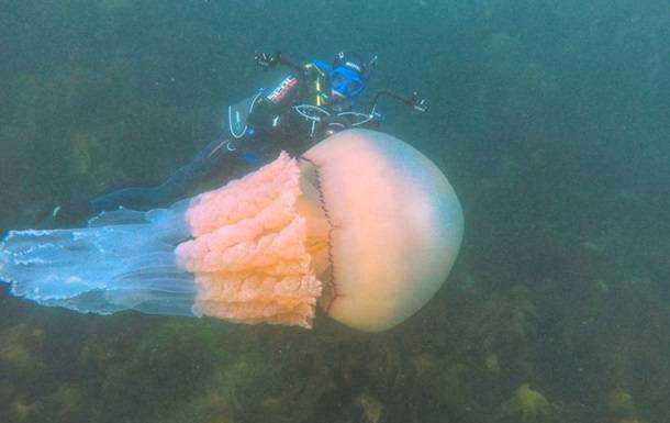 В Британии дайверы нашли аномально большую медузу