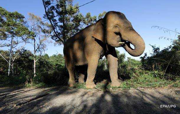 Туристы сняли преследовавшего их сердитого слона