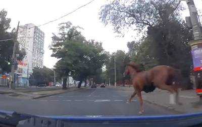 В Одессе патрульные остановили коня на скаку
