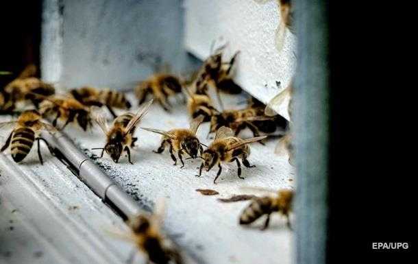 В Украине из-за ядохимикатов погибли десятки тысяч пчелосемей