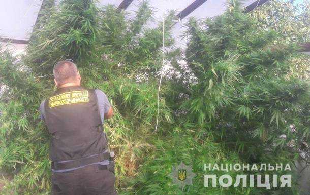 Под Днепром у мужчины нашли 46 кустов конопли и 12 кг марихуаны
