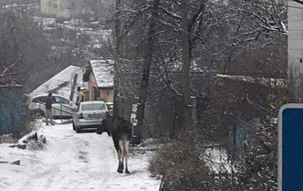 В Киеве по проспекту Науки разгуливал дикий лось