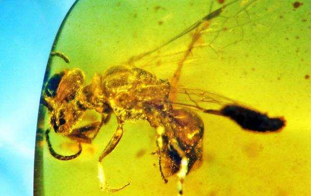 Археологи нашли пчелу в янтаре возрастом 100 млн лет