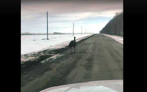 В России попал на видео бегущий по зимней дороге страус