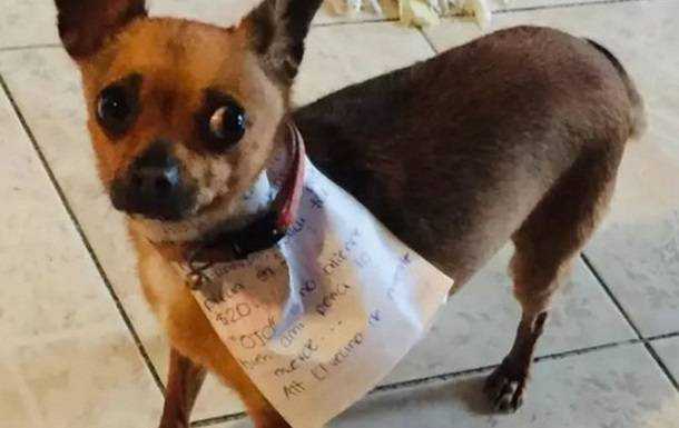 Мексиканец во время карантина послал пса в магазин