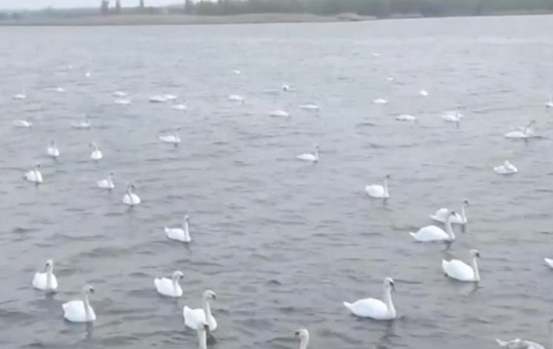 В Кропивницкий прилетели сотни лебедей