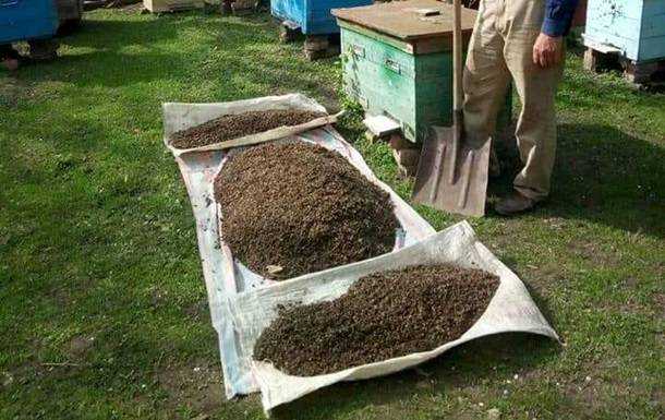 В Запорожской области массово гибнут пчелы