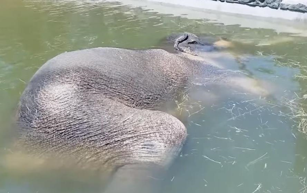 В зоопарке США слон уснул под водой