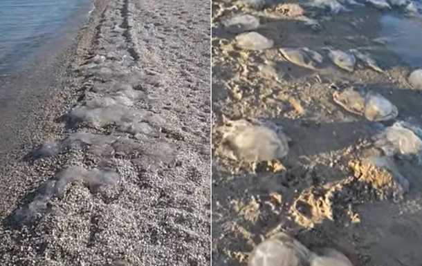 На пляжах Азовского моря снова нашествие медуз
