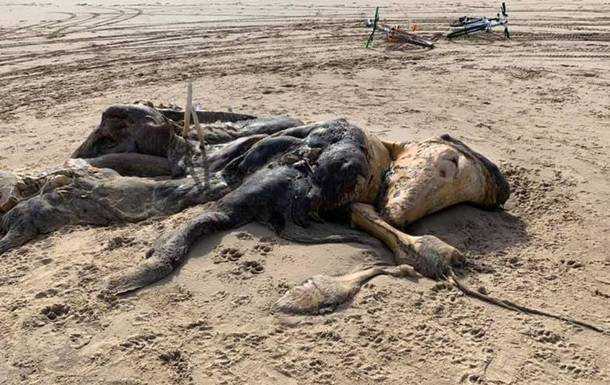 На пляже нашли 4-метровую тушу неизвестного существа