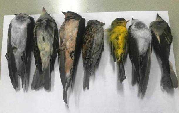 В США и Мексике обнаружили мертвыми сотни тысяч птиц