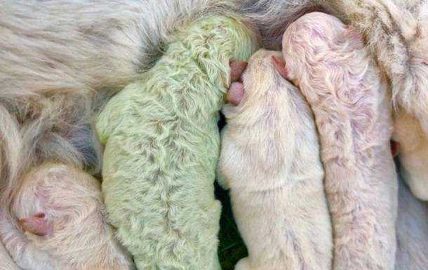 В Италии родился зеленый щенок