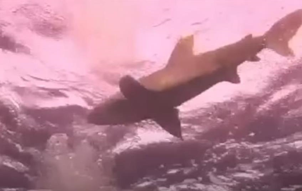 В Египте нападение акулы на туристку попало на видео
