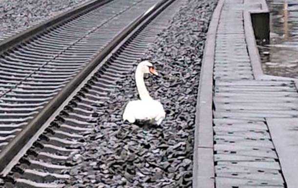 В Германии "скорбящий" лебедь почти на час задержал 23 поезда