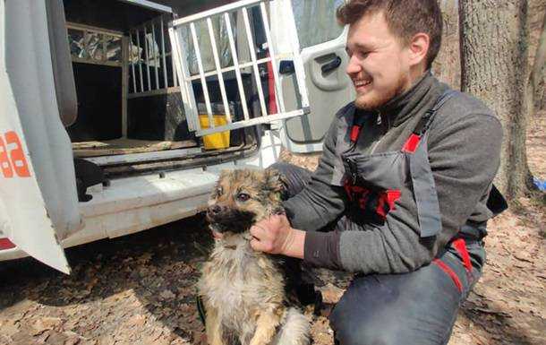 У Харківській області врятували собаку, яка тиждень дрейфувала на крижині