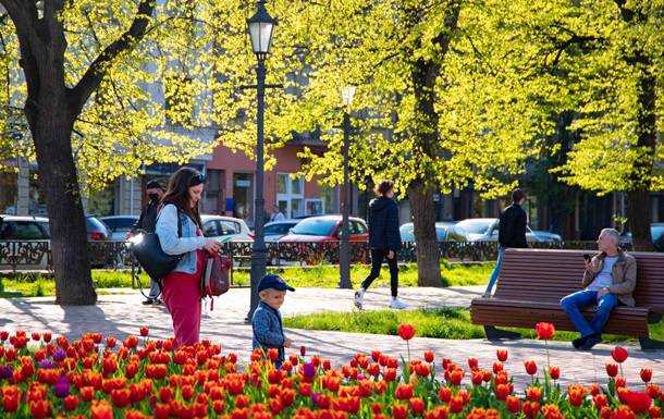 В Ужгороді цвітуть десятки тисяч тюльпанів