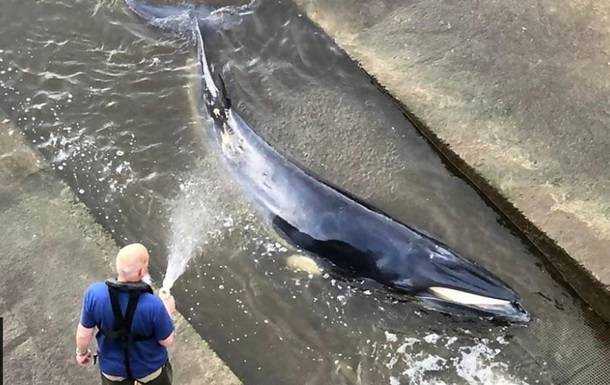 У Лондоні кит застряг на річці Темза