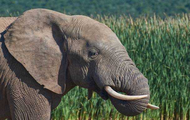 В Індії ловлять слона, який убив 16 осіб