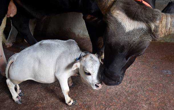 У Бангладеш стала знаменитістю карликова корова