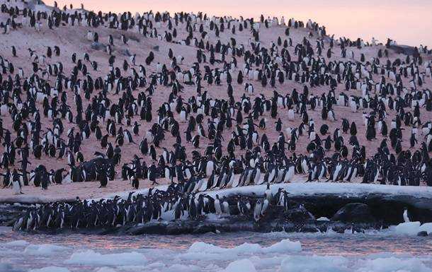 В Антарктиді біля української станції рекордне скупчення пінгвінів