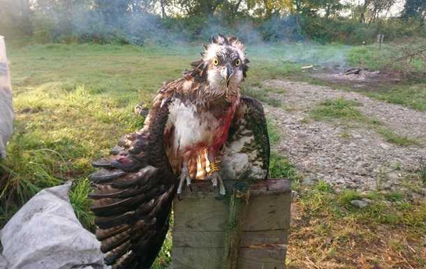 На Прикарпатті підстрелили червонокнижного птаха