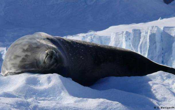 В Антарктиці менше тюленів, ніж вважали вчені