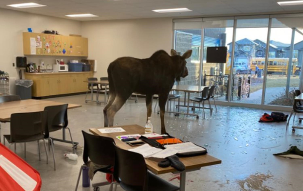 У Канаді лось зайшов у клас і зірвав урок біології