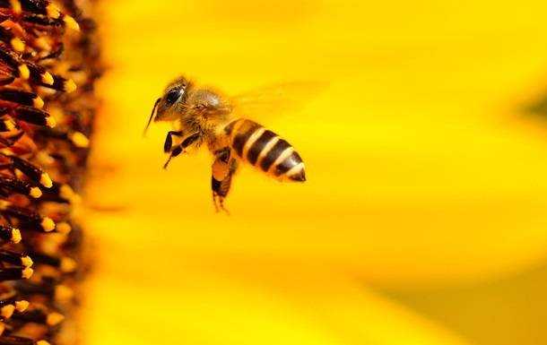 Зміна клімату призводить до деформації бджіл - дослідження