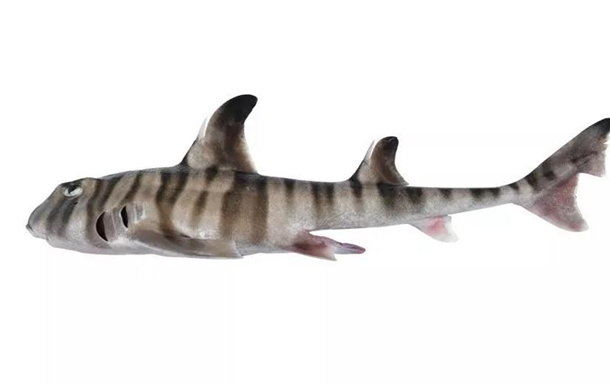 В Австралии обнаружен новый причудливый вид акул