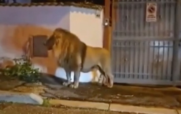 В Италии беглый лев бродил по улицам города