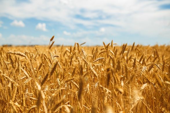 Венгрия усиливает контроль за импортом украинского зерна