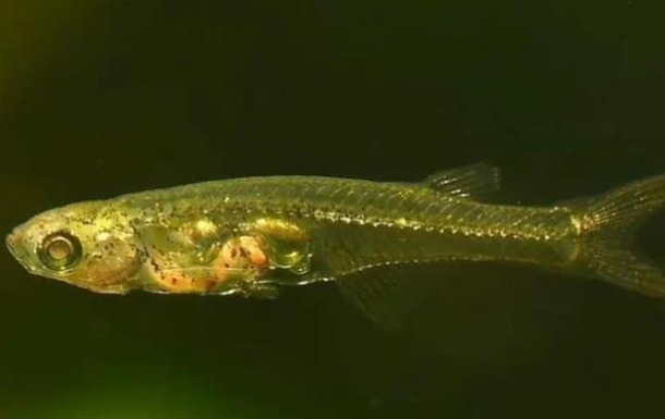 Ученые объяснили, как рыба длиной 12 мм шумит как реактивный самолет