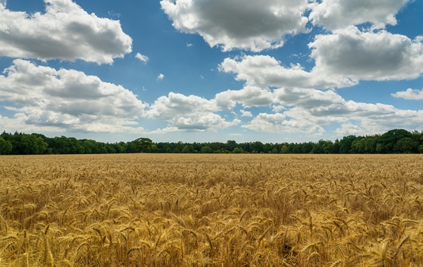 В USDA считают, что урожай в Украине будет меньше, чем в прошлом году