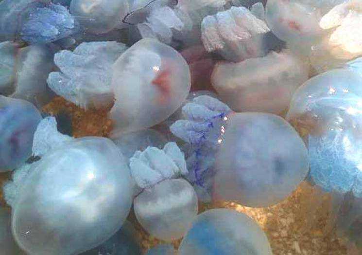 Запорожские курорты атакуют медузы. Что говорят ученые