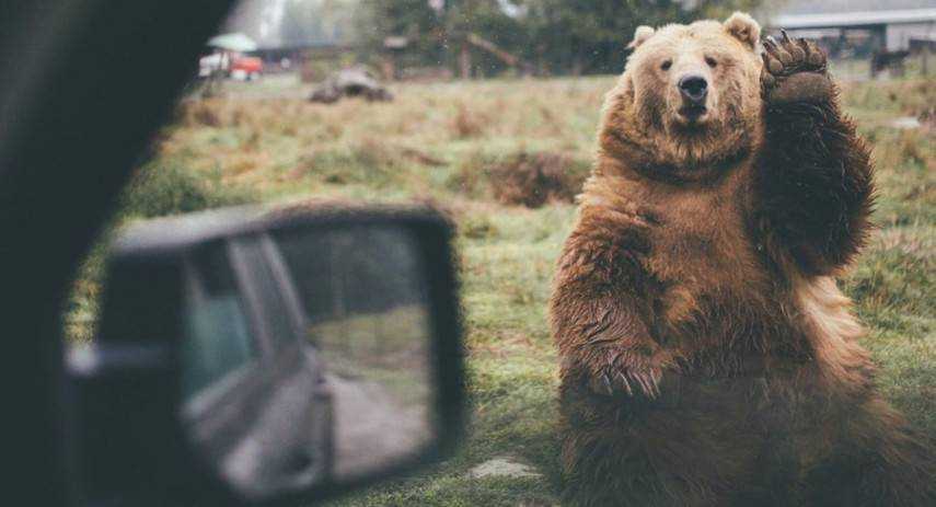 Сеть поразил умный и аккуратный медведь, который сумел открыть авто в поисках пищи