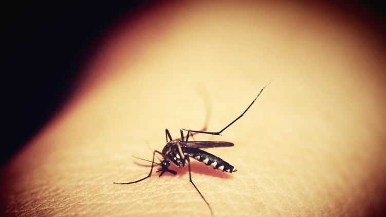 Передается через укусы насекомых. В Китае ученые обнаружили новый опасный вирус