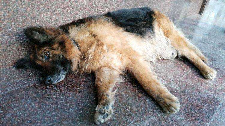 Умирающая беременная собака, которую спасали зоозащитники, оказалась здоровым упитанным кобелем