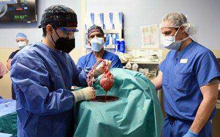 У США вперше  успішно пересадили серце свині людині