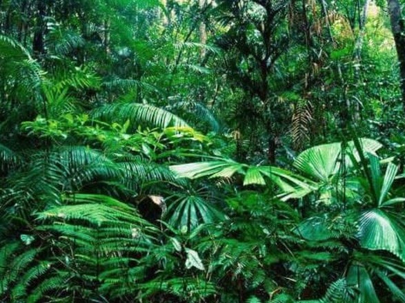 Люди уничтожают почти 40% тропических лесов Амазонки
