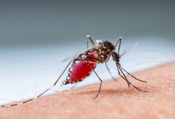 ВОЗ предупреждает о возможном рекорде случаев лихорадки денге на фоне глобального потепления