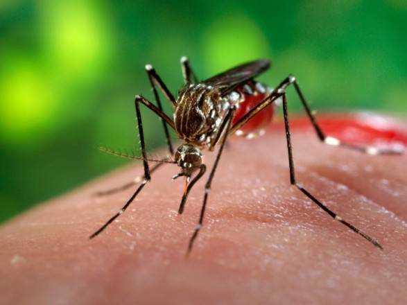 В Лаосе произошла вспышка лихорадки денге