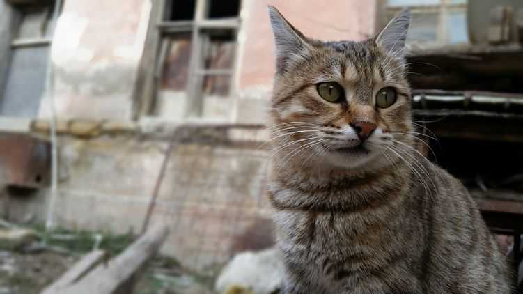В Туркменистане под предлогом борьбы с коронавирусом приказали убивать кошек