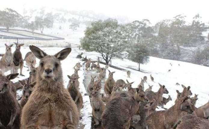 В Австралії випав сніг. Кенгуру в шоці