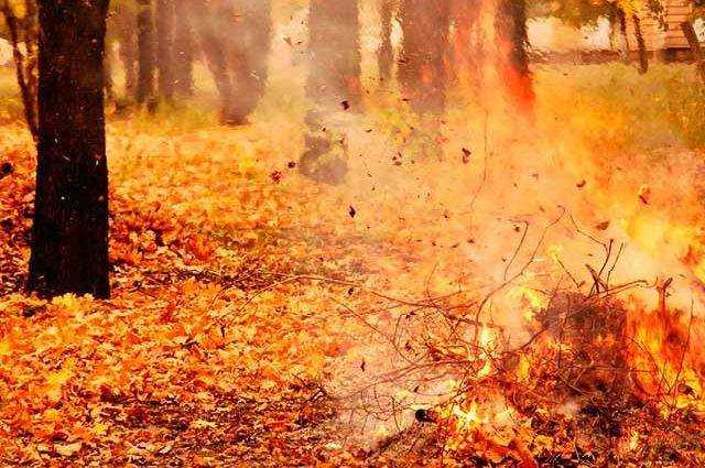 Сжигание листьев может вызвать рак, - Минэнергетики