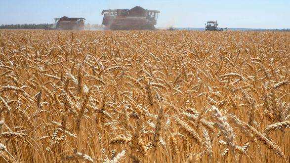 Війна в Україні може призвести до зростання довгострокових цін на зерно на 7%