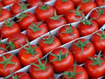 В Украину завезли зараженные томаты из Турции