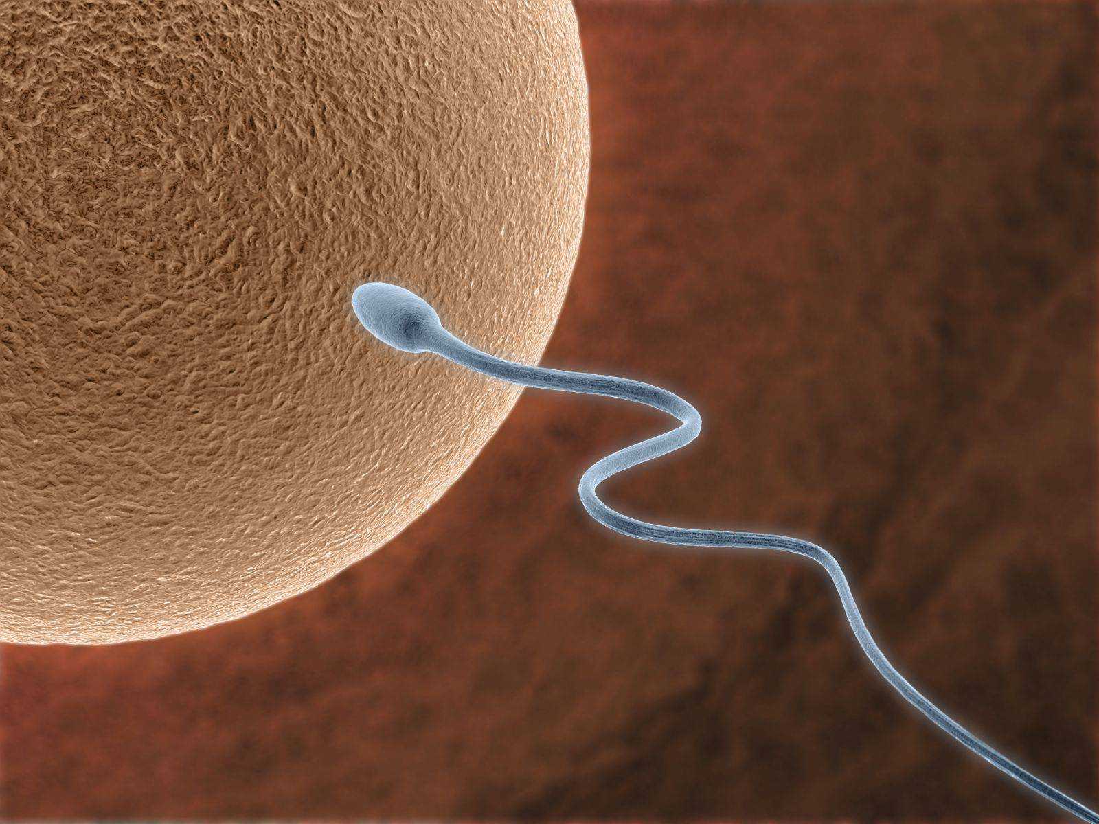 Открытие о сперматозоидах развеяло 350-летний миф
