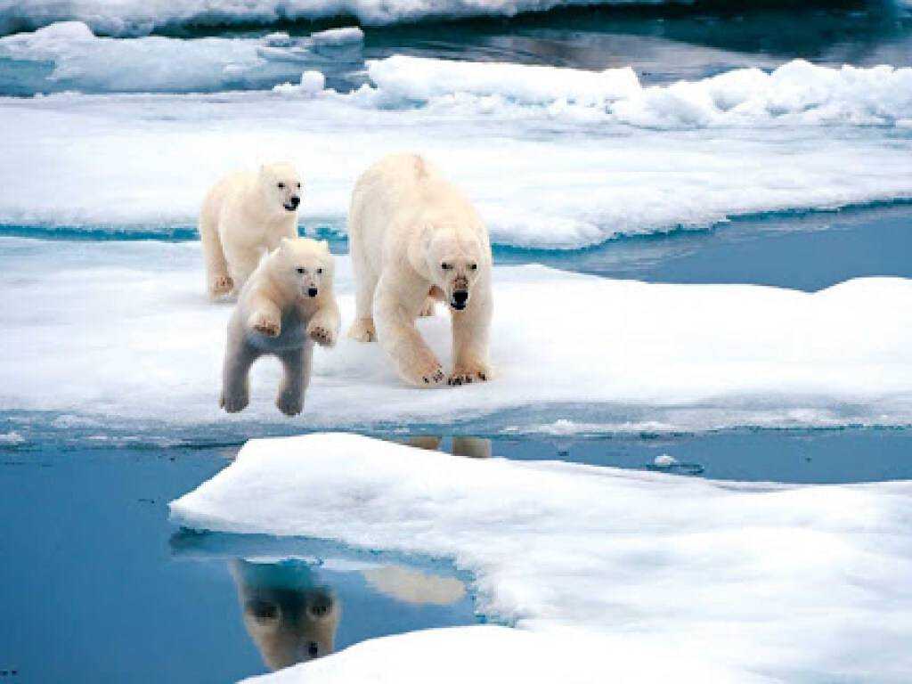 Процесс уже не остановить: в Арктике стремительно тает лед